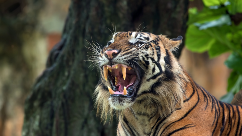 Wild Sanctuaries: Discovering India's Tiger Reserves