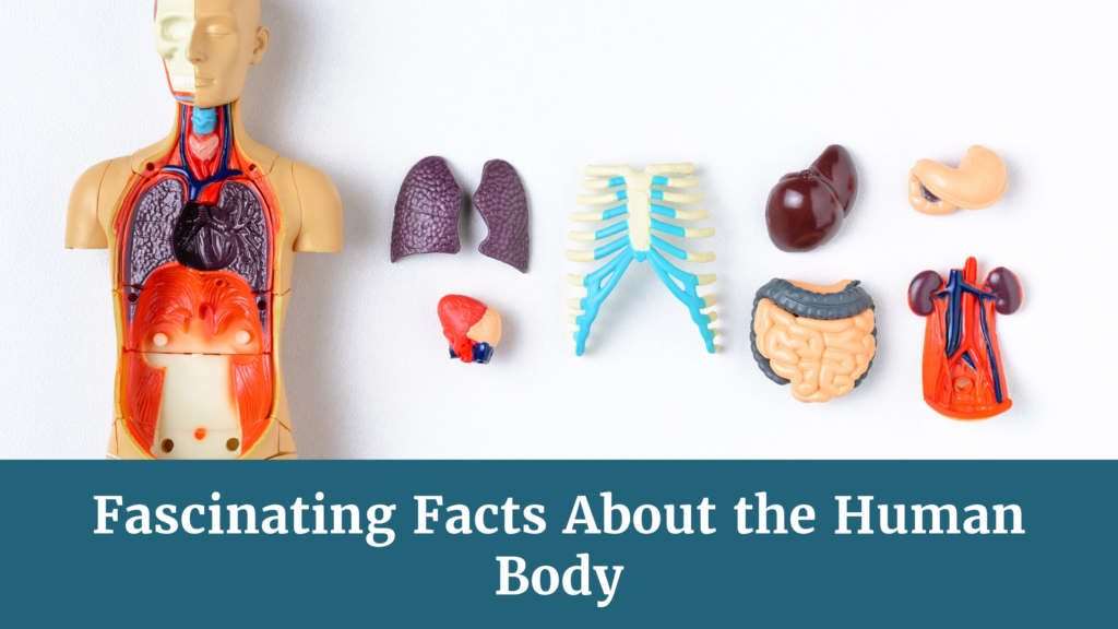 Fascinating Facts About the Human Body